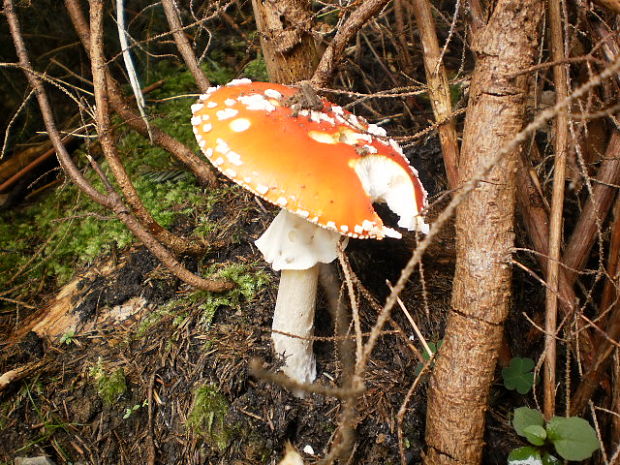 muchotrávka červená Amanita muscaria (L.) Lam.