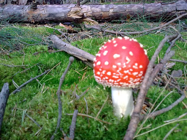 muchotrávka červená Amanita muscaria (L.) Lam.