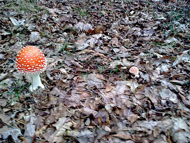 muchotrávka červená Amanita muscaria (L.) Lam.