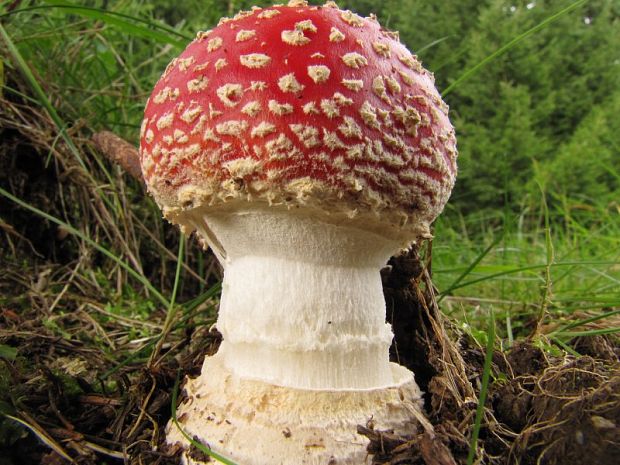 muchotrávka červená Amanita muscaria (L.) Lam.