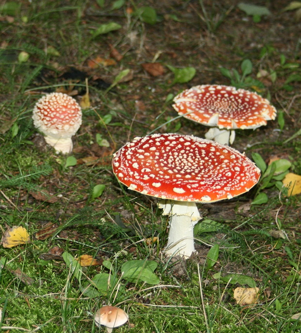 muchotrávka červená Amanita muscaria (L.) Lam.