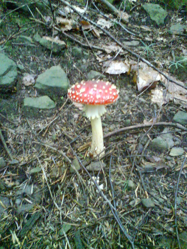 muchotrávka červená Amanita muscaria (L.) Lam.