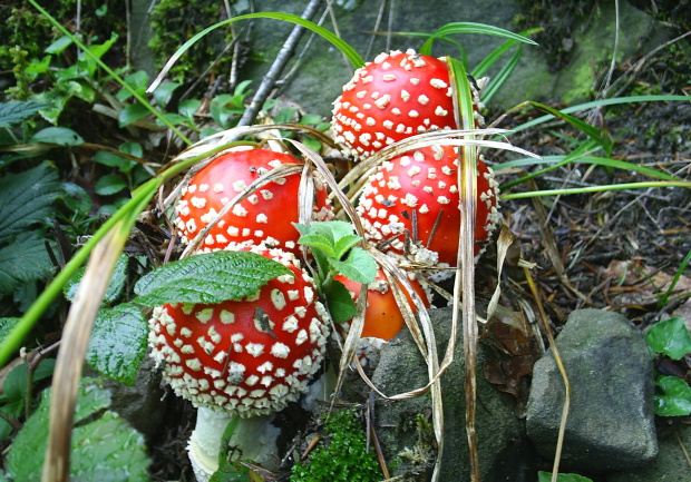 muchotrávka červená Amanita muscaria (L.) Lam.