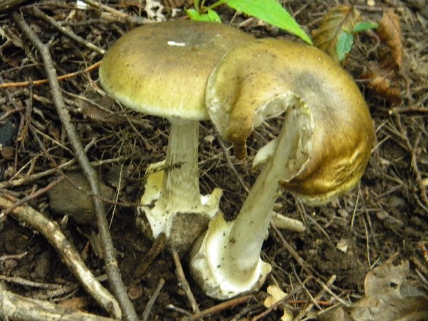 muchotrávka zelená Amanita phalloides (Vaill. ex Fr.) Link