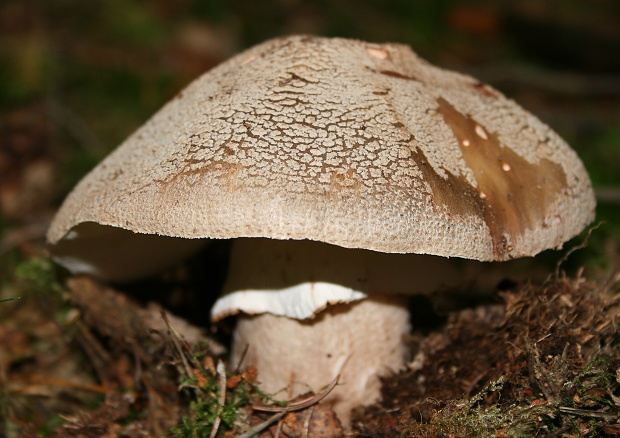 muchotrávka červenkastá Amanita rubescens Pers.