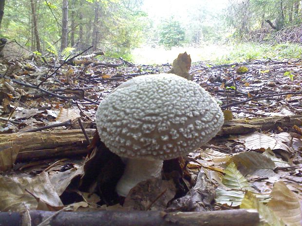 muchotrávka Amanita sp.