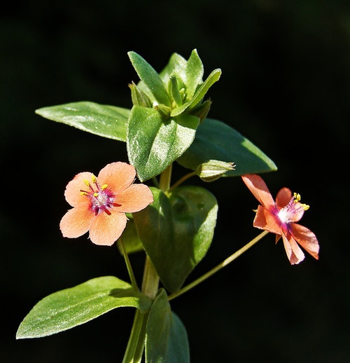 drchnička roľná Anagallis arvensis L.