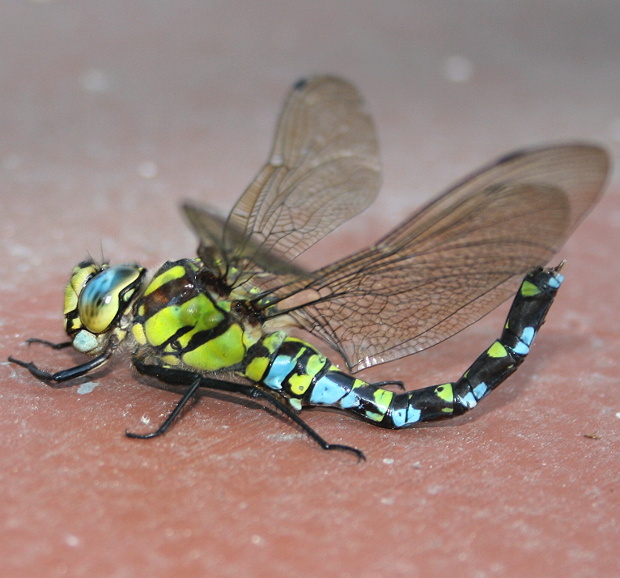 šídlo modré Anax imperator