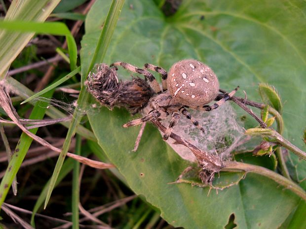 križiak štvorškvrnný Araneus .Quadratus