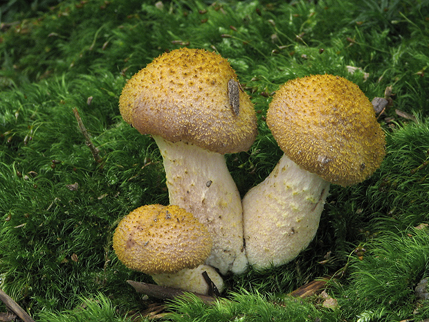 podpňovka žltá Armillaria gallica Marxm. & Romagn.