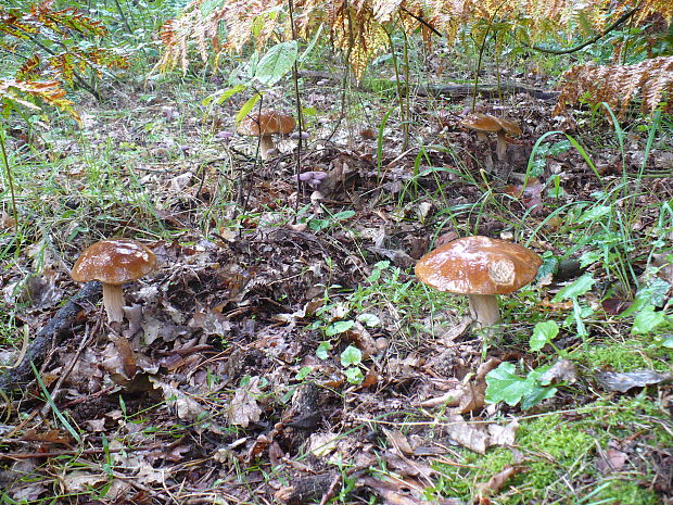 hríb smrekový Boletus edulis Bull.