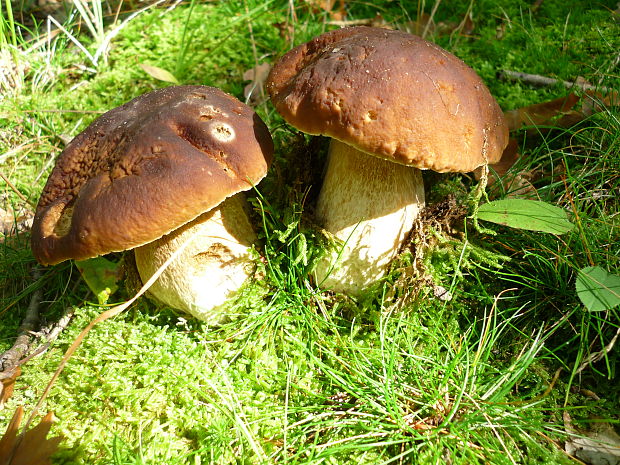 hríb smrekový Boletus edulis Bull.