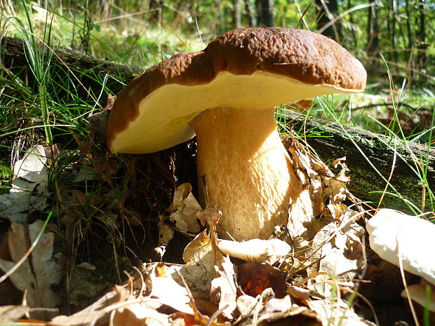 hríb smrekový Boletus edulis Bull.