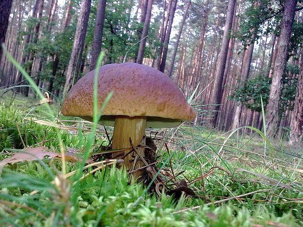 hríb smrekový Boletus edulis Bull.