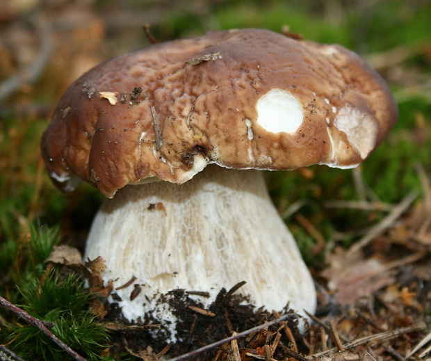 hríb smrekový Boletus edulis Bull.