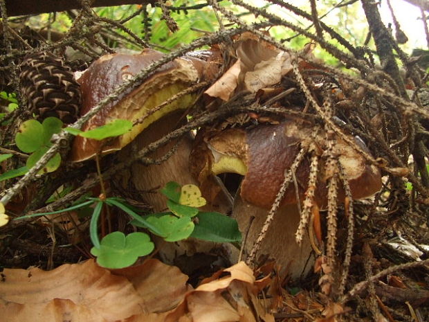 hríb smrekový Boletus edulis Bull.