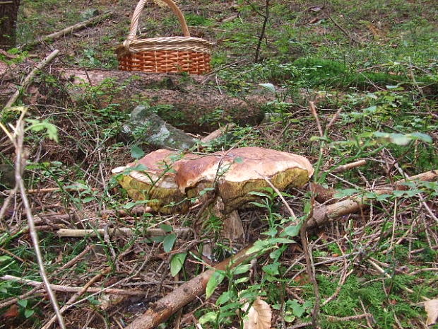 hríb smrekový Boletus edulis Bull.