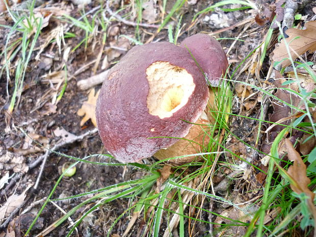 hríb sosnový Boletus pinophilus Pil. et Dermek in Pil.