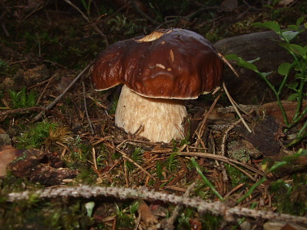 hríb sosnový Boletus pinophilus Pil. et Dermek in Pil.