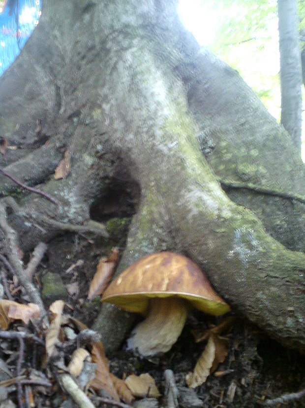 hríb dubový Boletus reticulatus Schaeff.