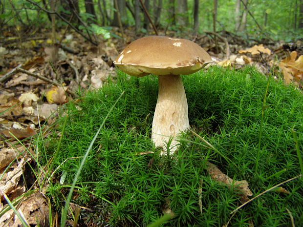 hríb dubový Boletus reticulatus Schaeff.