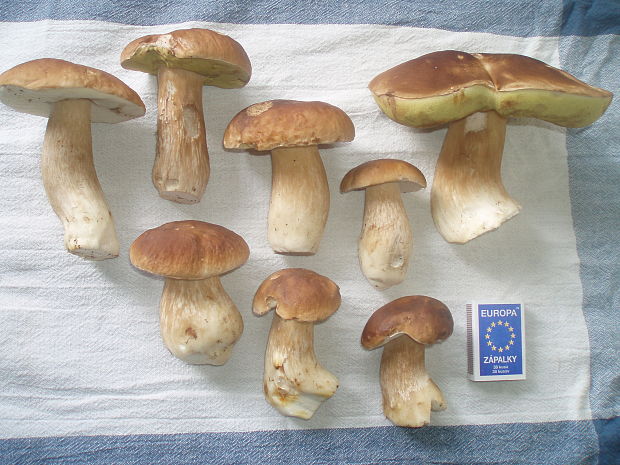 hríb dubový Boletus reticulatus Schaeff.