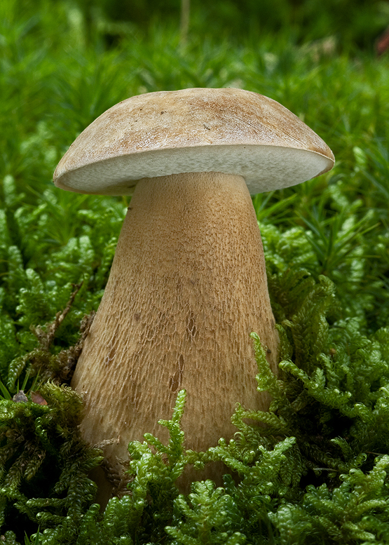 hríb dubový Boletus reticulatus Schaeff.