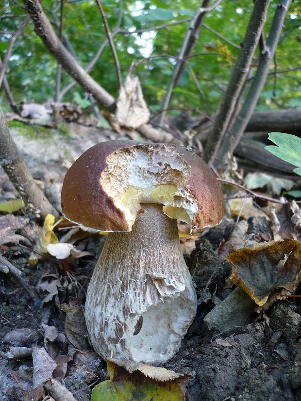 hríb dubový Boletus reticulatus Schaeff.