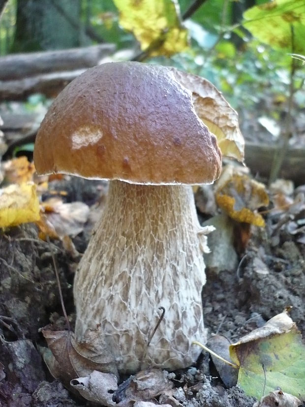 hríb dubový Boletus reticulatus Schaeff.