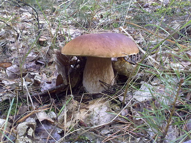 hríb dubový Boletus reticulatus Schaeff.