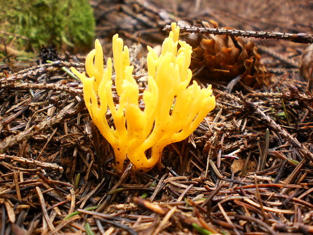 parôžkovec lepkavý Calocera viscosa (Pers.) Fr.