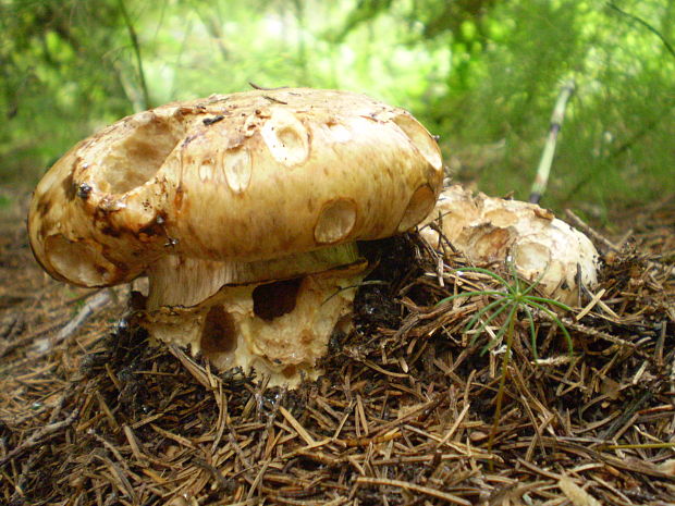 náramkovka cisárska Catathelasma imperiale (P. Karst.) Singer