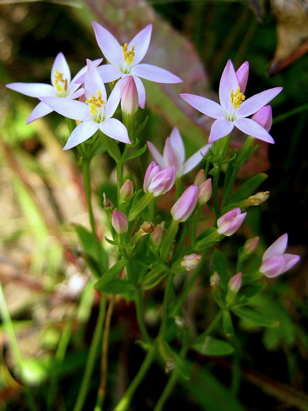 zemežlč menšia Centaurium erythraea Rafn