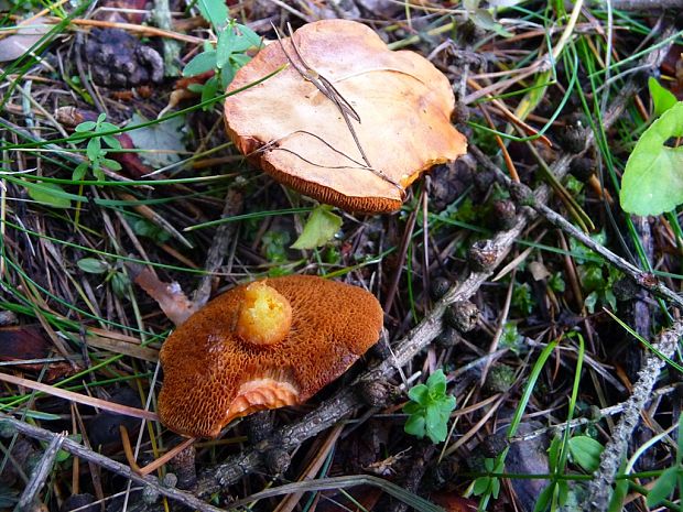 meďovec korenistý Chalciporus piperatus (Bull.) Bataille