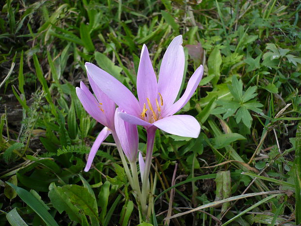 jesienka obyčajná Colchicum autumnale