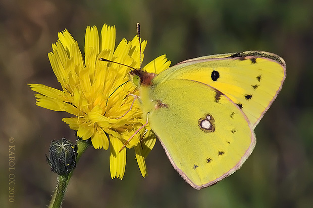 žltáčik vičencový Colias crocea