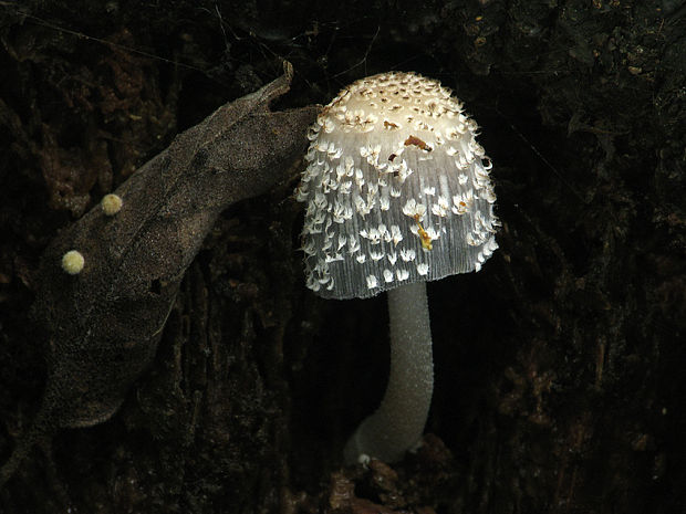 hnojník dutinový Coprinopsis mitraespora (Bohus) L. Nagy, Vágvölgyi & Papp