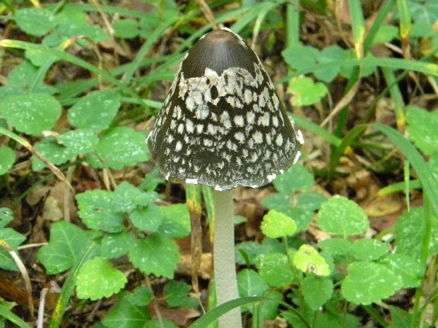 hnojník strakatý Coprinopsis picacea (Bull.) Redhead, Vilgalys & Moncalvo