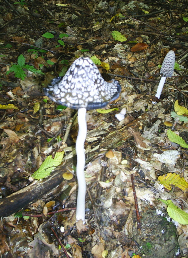 hnojník strakatý Coprinopsis picacea (Bull.) Redhead, Vilgalys & Moncalvo