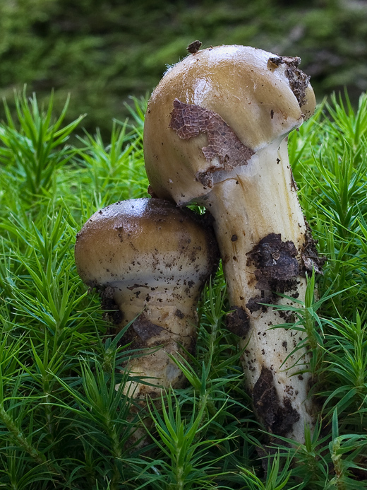 pavučinovec Cortinarius sp.