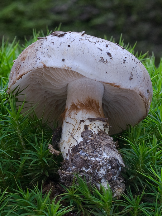 pavučinovec Cortinarius sp.