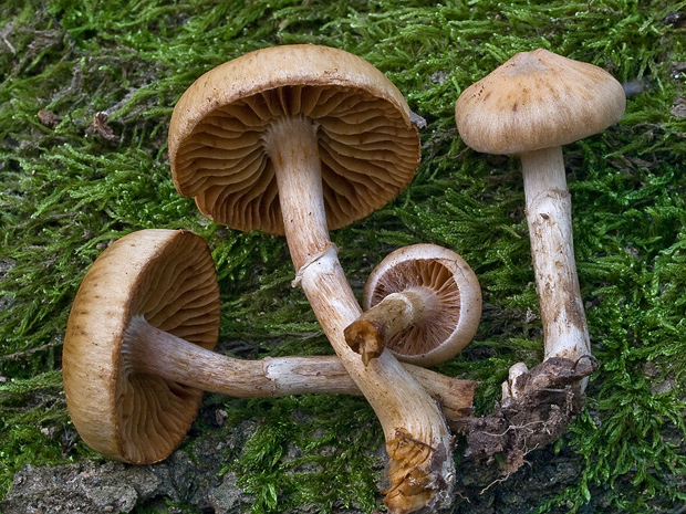 pavučinovec Cortinarius sp.