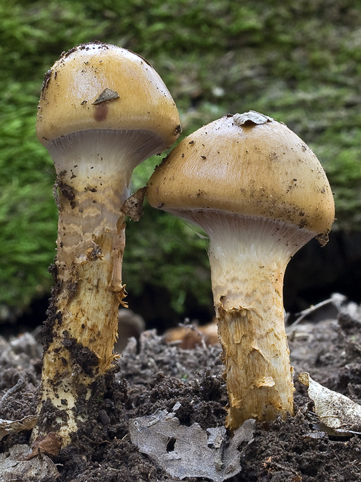 pavučinovec mazľavý Cortinarius trivialis J.E. Lange