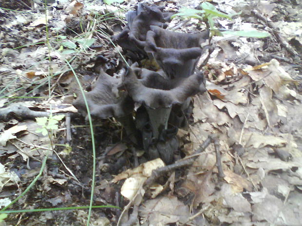 lievik trúbkovitý Craterellus cornucopioides (L.) Pers.