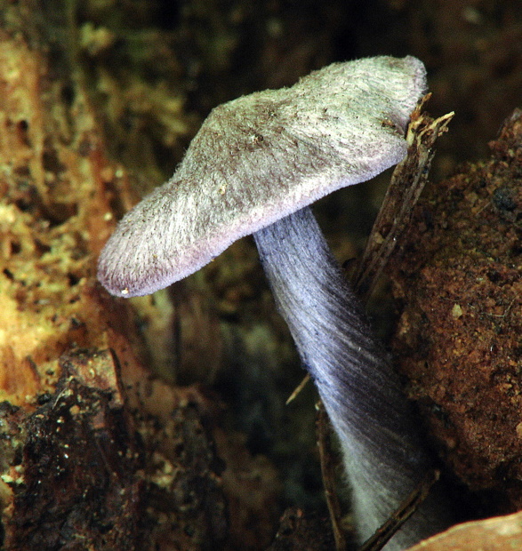 hodvábnica fialovomodrá Entoloma euchroum (Pers.) Donk