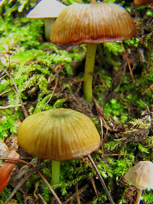 hodvábnica zelenohlúbiková Entoloma incanum (Fr.) Hesler