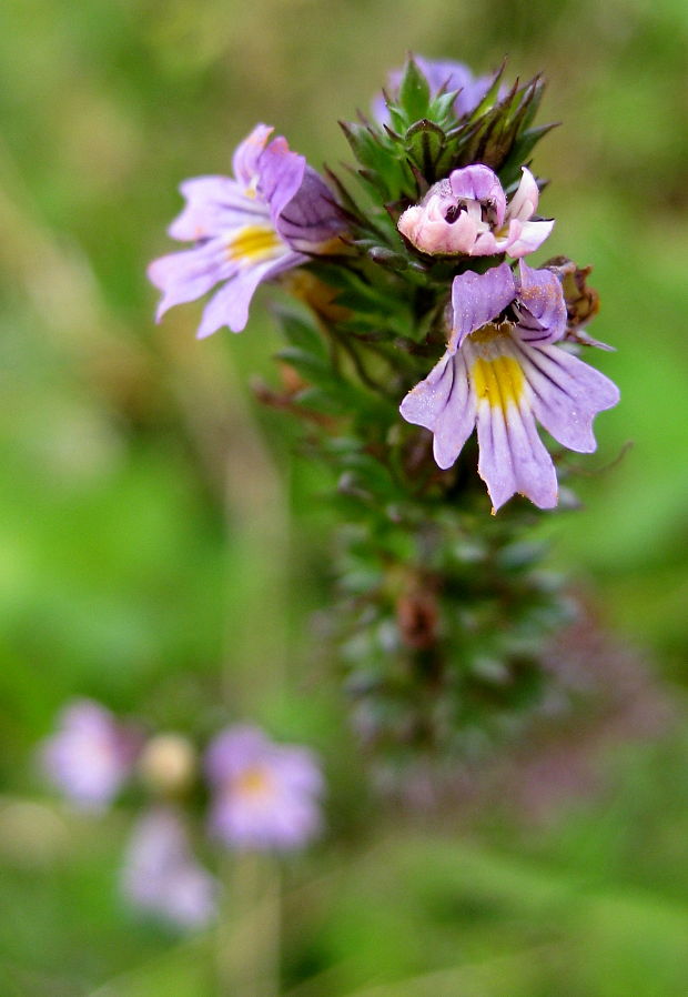 očianka ? Euphrasia sp.