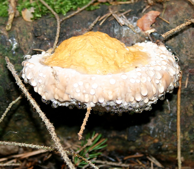 práchnovček pásikavý Fomitopsis pinicola (Sw.) P. Karst.