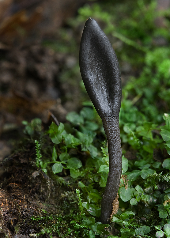 jazýček Geoglossum sp.