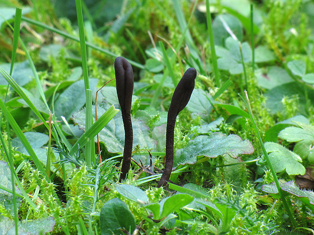 jazýček Geoglossum sp.